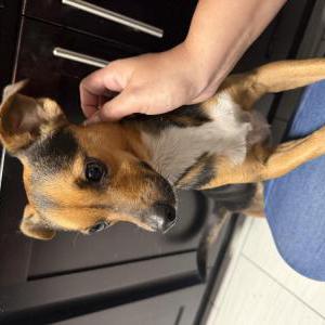 Image of Unknown, Found Dog