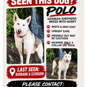 Lost 1 Polo (California)