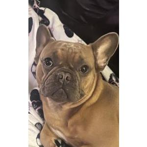 Image of Layla, Lost Dog