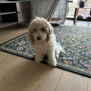 Image of unknown, Found Dog