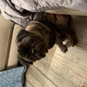 Image of Henry, Lost Dog
