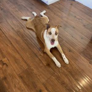 Image of Unknown, Found Dog