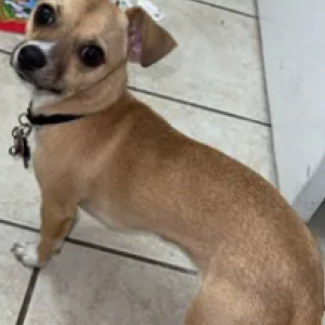 Image of Daisy, Lost Dog