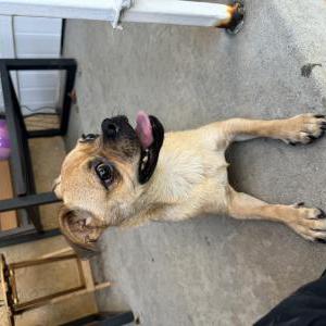 Image of Unknown, Found Dog