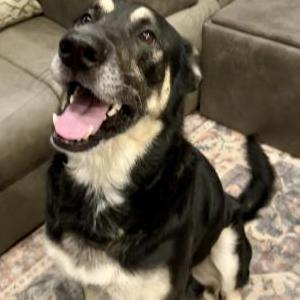 Found Dog Unknown