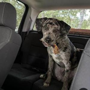 Image of Beaux, Lost Dog