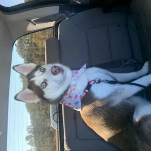 Image of Nala, Lost Dog