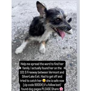 Image of Unknown, Found Dog