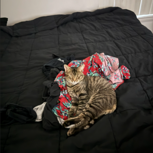2nd Image of Charm, Lost Cat
