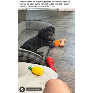 Image of Bubba, Lost Dog