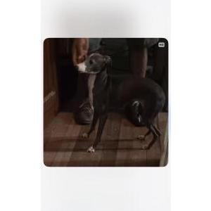 Image of Wish, Lost Dog