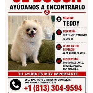 Image of Teddy, Lost Dog