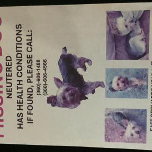 Image of Remington, Lost Dog