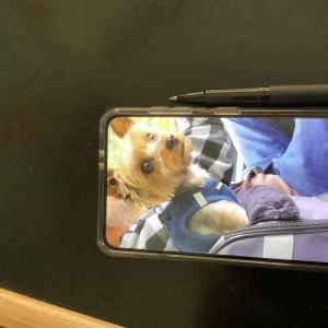 2nd Image of Remington, Lost Dog