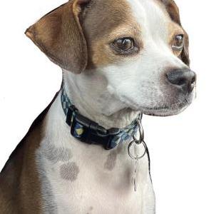 Image of Archie, Lost Dog