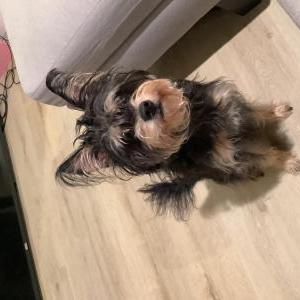 Image of Bentley, Lost Dog