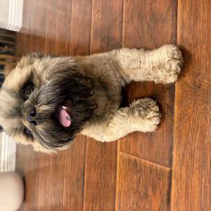 Image of Unknown, Found Dog
