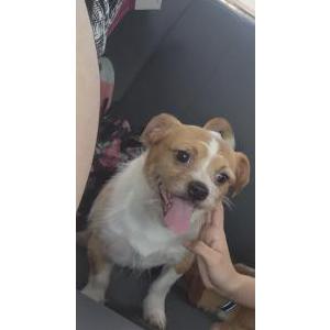 Image of Bailey, Lost Dog
