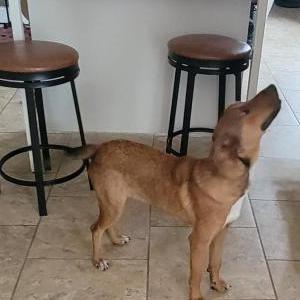 Image of Unknown , Found Dog