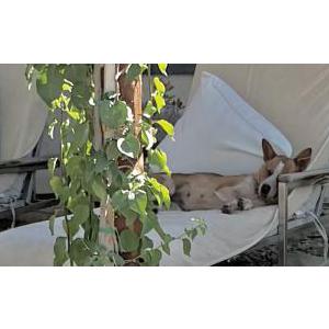 Image of Unknown, Found Dog