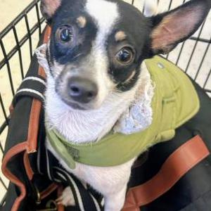 Image of Kitty, Lost Dog
