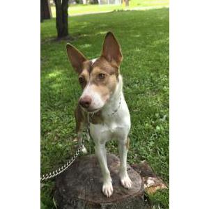 Image of Leia, Lost Dog