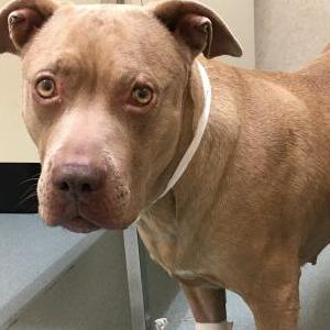 Image of Nookie, Lost Dog
