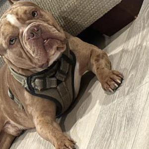 Image of Zuko, Lost Dog