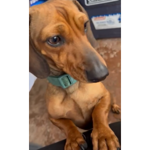 Image of Turbo, Lost Dog