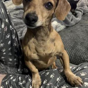 Lost 1 Maximus (Colorado)