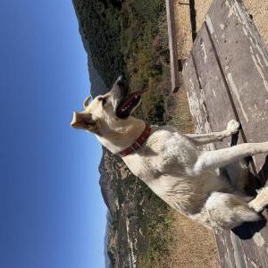 Lost 1 Flo (California)