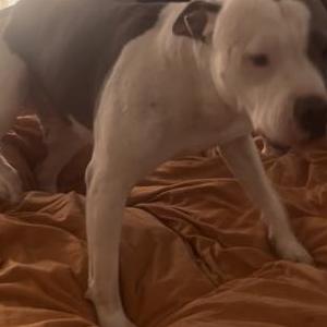 Image of Delilah, Lost Dog