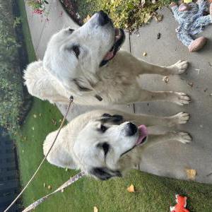 Image of Unknown, Found Dog