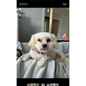 Image of Kenji, Lost Dog