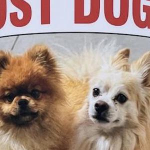 Image of Lonzo and ax, Lost Dog