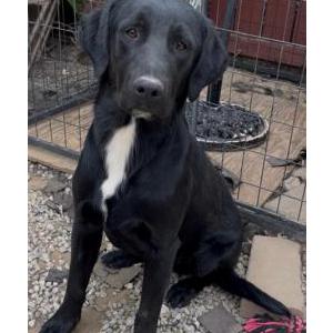Image of Rocco, Lost Dog