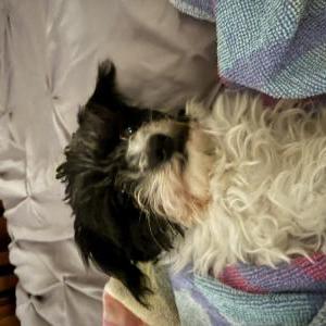Image of Unknown, Lost Dog
