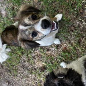 Image of Bruski, Lost Dog