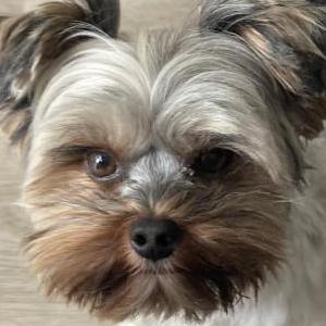 Lost 1 Charlie Brown (California)