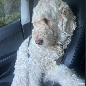 Image of Lili, Lost Dog