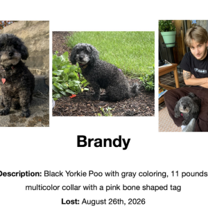 Image of Brandy, Lost Dog
