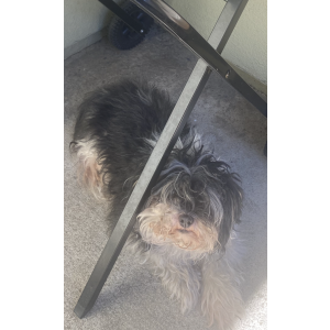 Image of Unknown, Found Dog