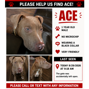 Image of Ace, Lost Dog