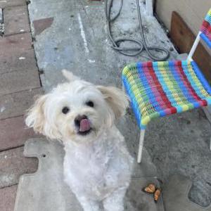Image of Scout, Lost Dog