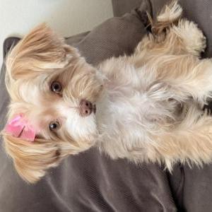 Image of Mocha, Lost Dog