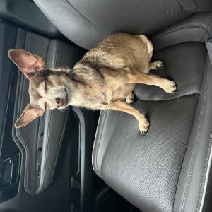 Image of Skittles, Lost Dog