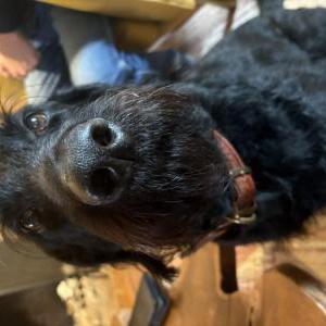 Lost 1 Bear (Texas)
