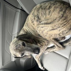 Image of Unknown, Found Dog