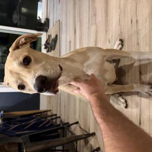 Image of Unknown, Found Dog