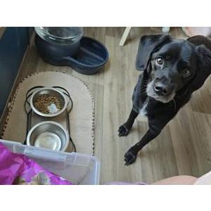 Image of Kayla, Lost Dog